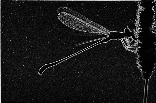 damselfly_silhouette