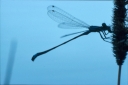 damselfly