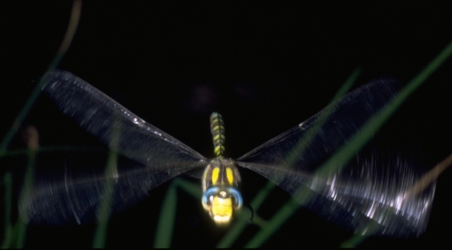 dragonfly_4