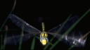 dragonfly 4