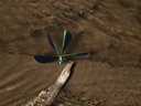 damselfly