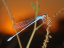 damselfly