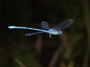 damselfly